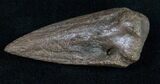 Large Cretaceous Crocodile (Leidyosuchus) Claw #10408-2